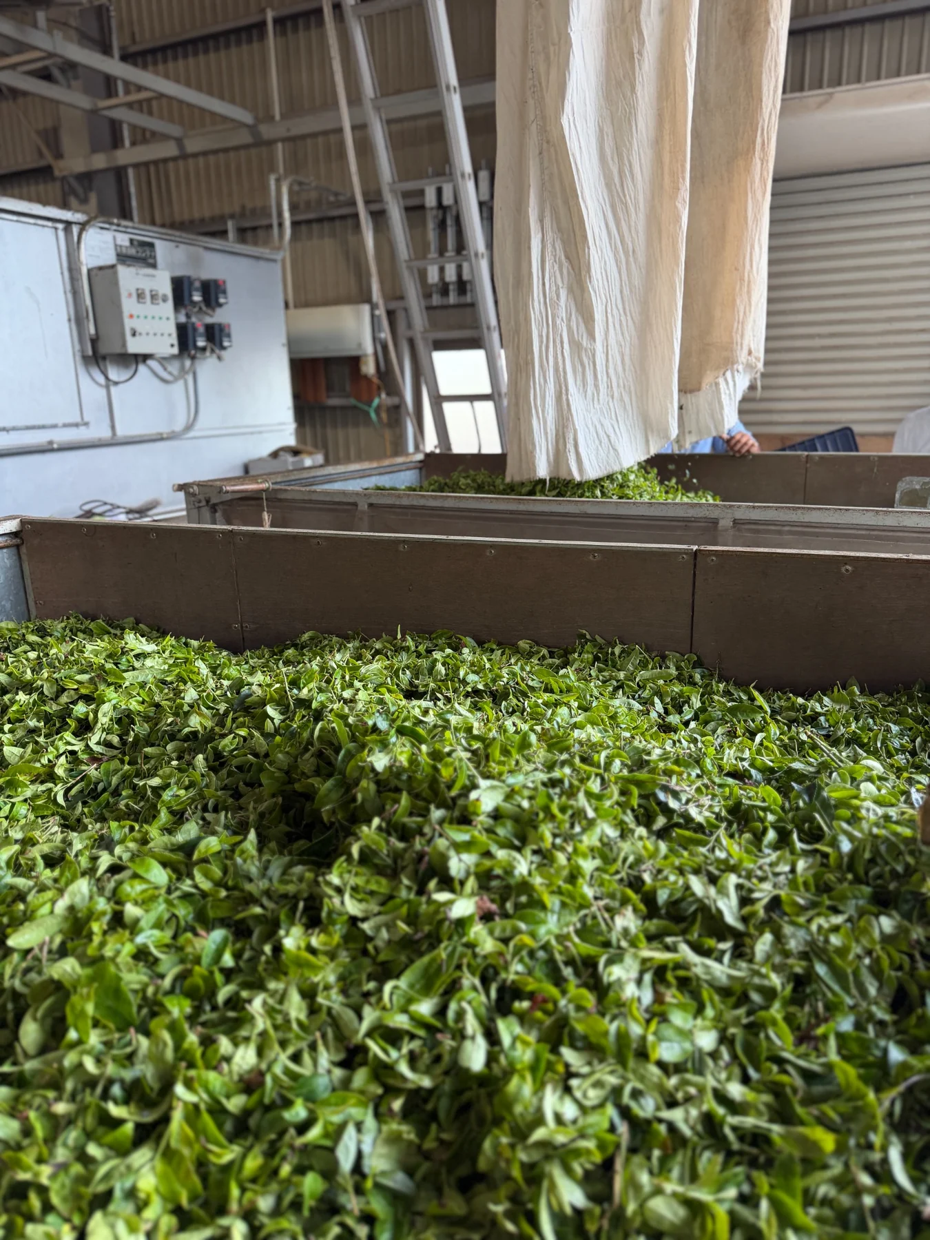 Freshly harvested tea leaves at the processing facility