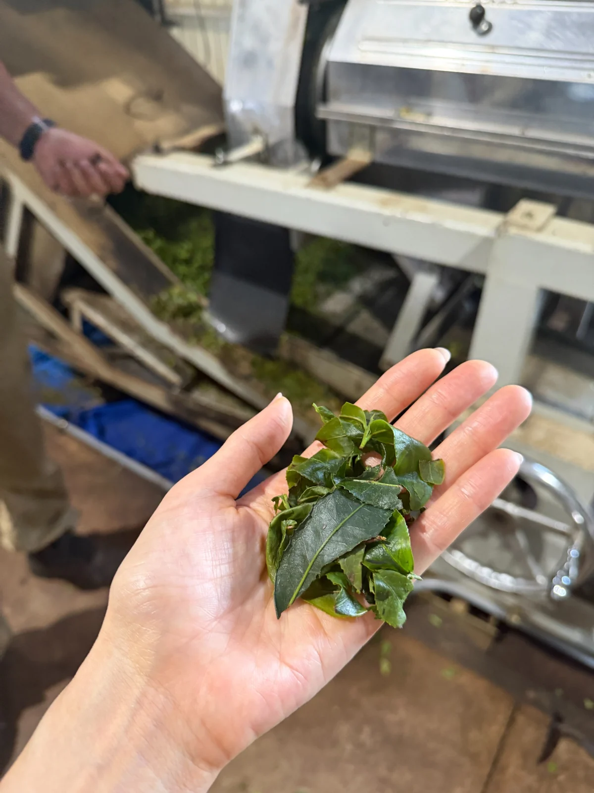 Fresh tea leaves held by hand beside processing machinery